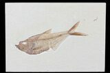 Diplomystus Fossil Fish - Wyoming #81417-1